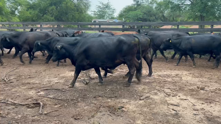 Lote 32 Vacas nuevas C/ gtia de preñez en Juan José Castelli, Chaco