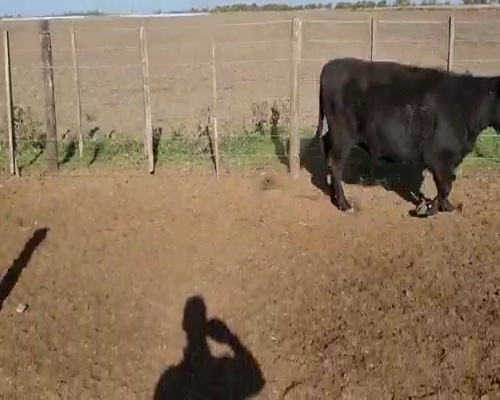 Lote 26 Vaquillonas en Pehuajó, Buenos Aires