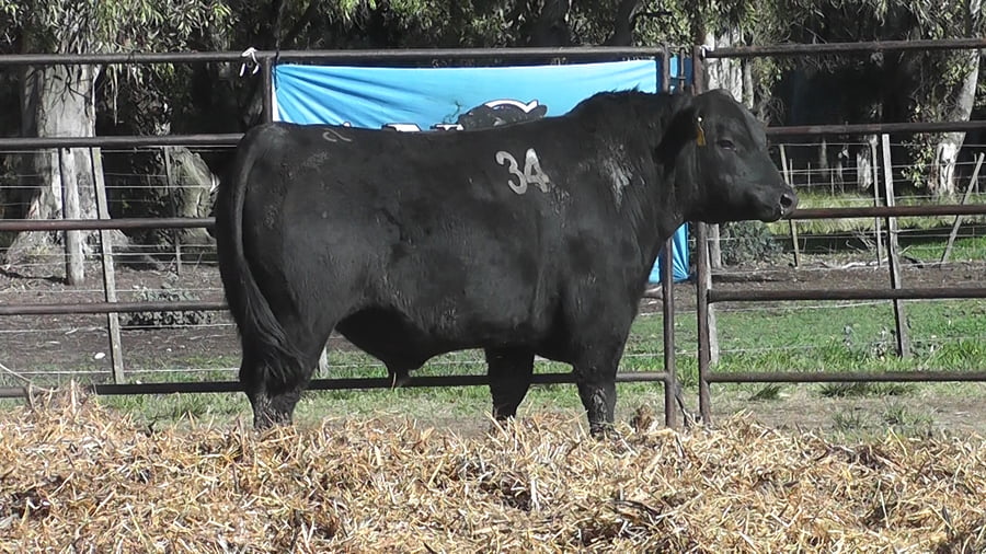 Lote ANGUS PURO CONTROLADO