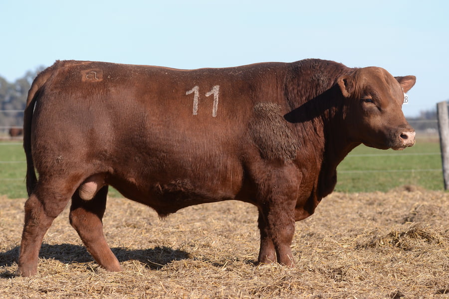 Lote TORO ANGUS PC
