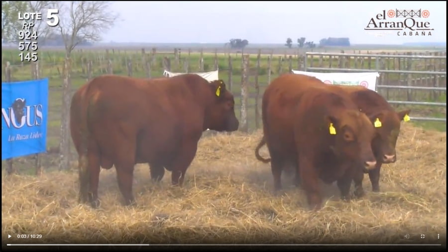 Lote 3 Toros Angus Colorados - Santa Anita, Entre Rios
