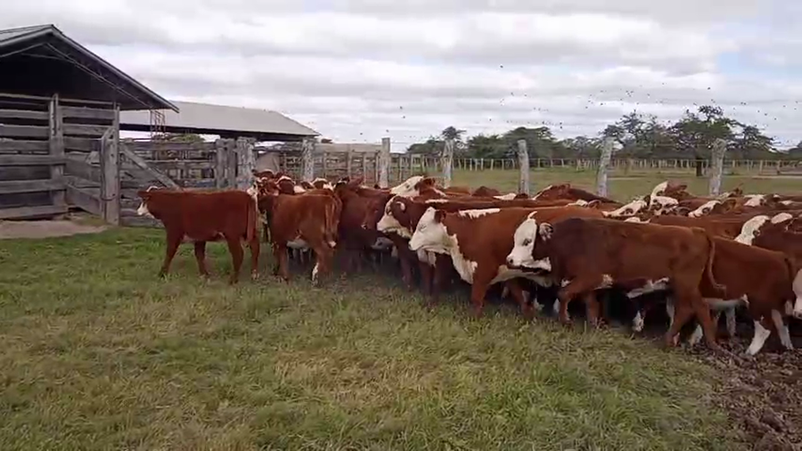 Lote 70 Terneras en Corrientes, Mercedes