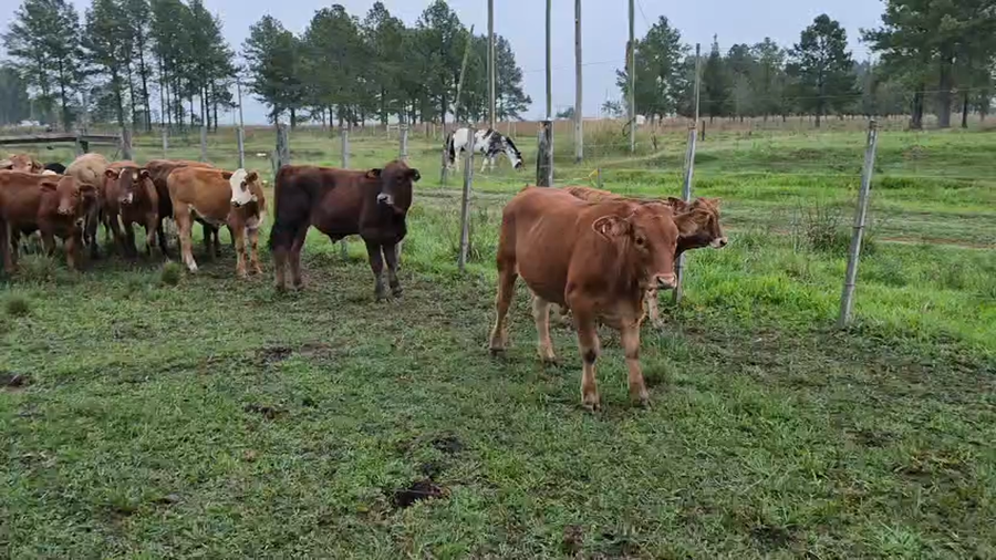 Lote 19 Terneros