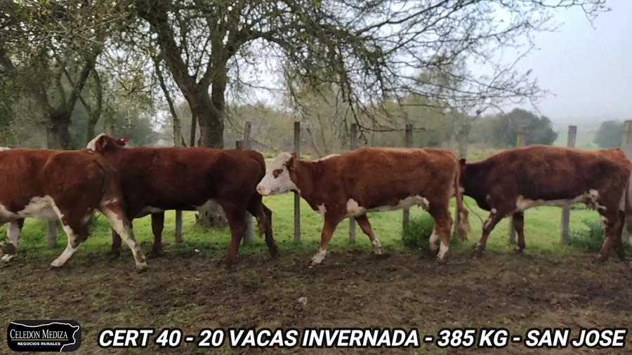 Lote 20 Vacas de Invernada en San José