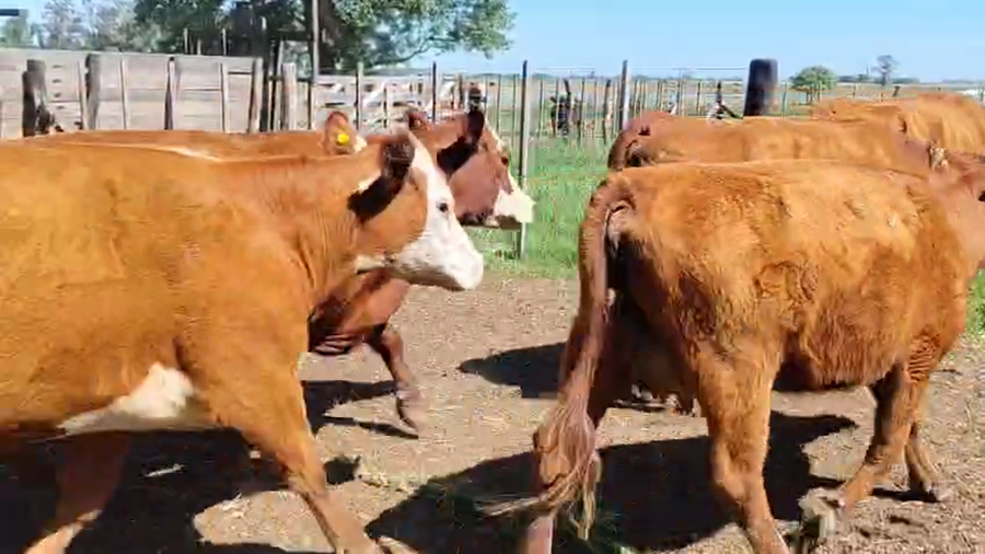 Lote 11 Vacas nuevas C/ cria en Bragado