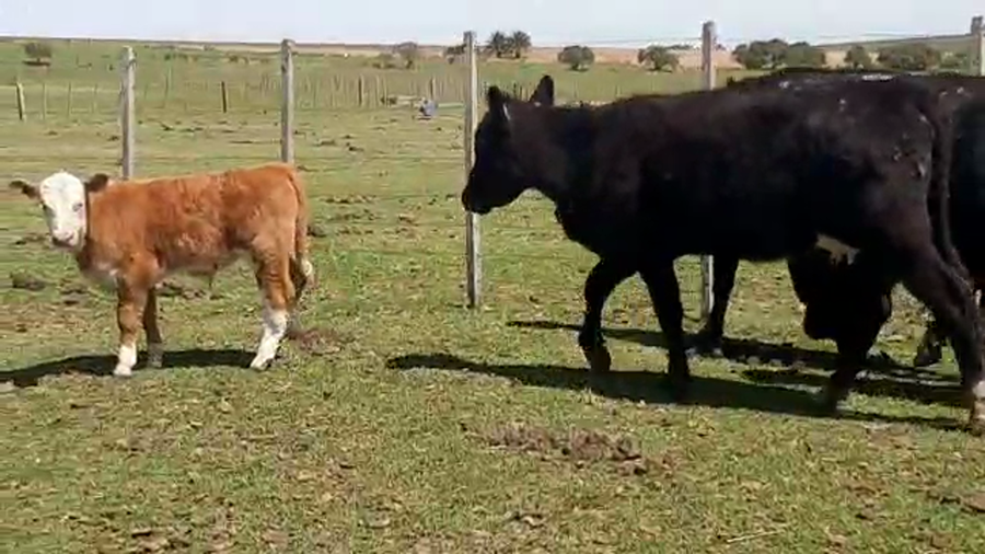 Lote 14 Piezas de cría ANGUS Y CRUZA a remate en REMATE POR PANTALLA 350kg - , San José
