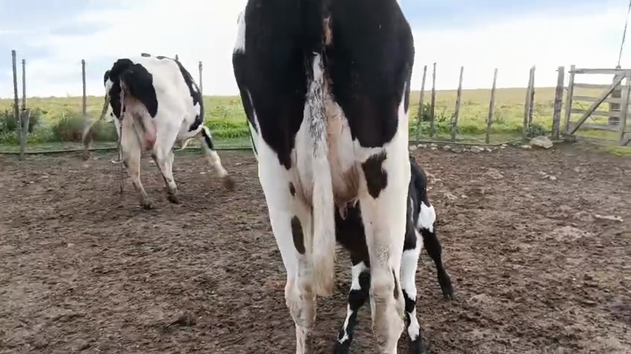 Lote 6 Piezas de cría a remate en Pantalla Camy, San José