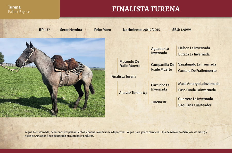 Lote Finalista Turena (RP 137) - Cabaña Turena