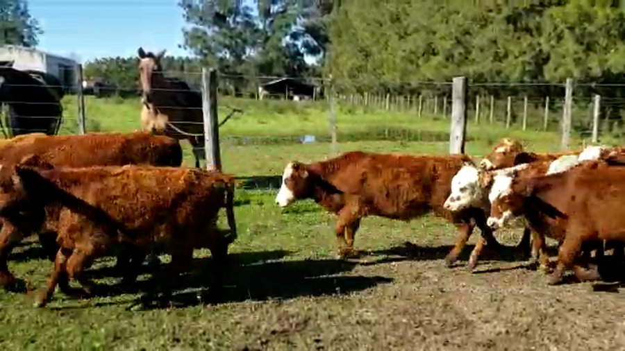 Lote 79 Terneros/as en Mte. Caseros, Corrientes