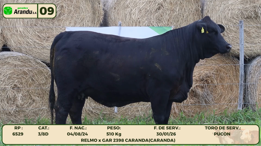 Lote LOTE 9