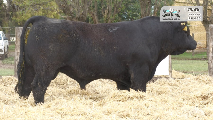 Lote TOROS PUROS CONTROLADOS