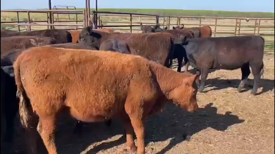 Lote 29 Terneras en Lobos, Buenos Aires