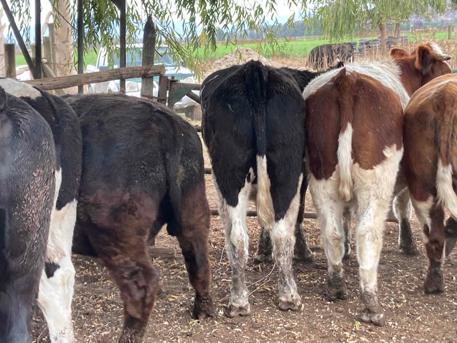 Lote 12 Novillo Gordo en María Pinto, Región Metropolitana