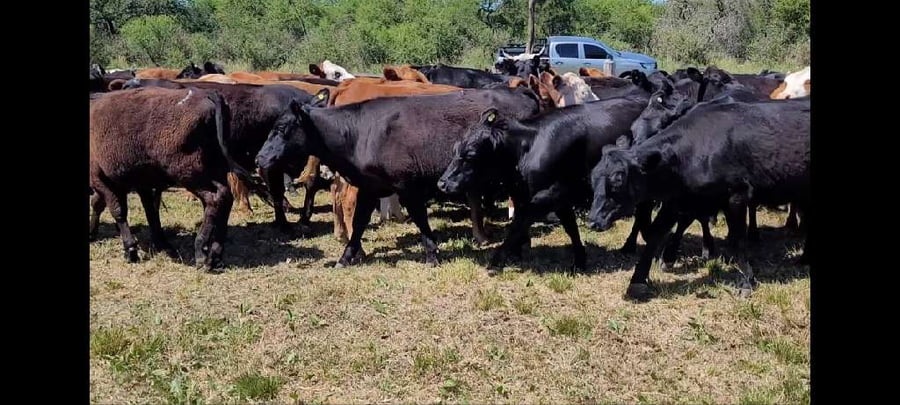 Lote 60 Novillitos y vaquillonas en Villaguay, Entre Ríos