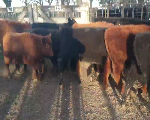 Lote 17 Terneros en Gral. Lamadrid, Buenos Aires