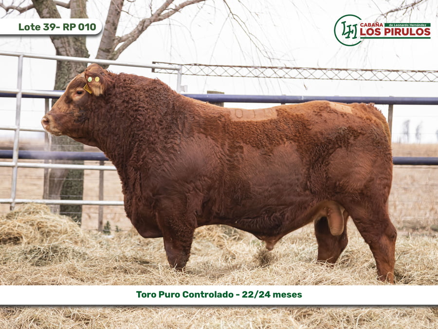 Lote TOROS PUROS CONTROLADOS - 22/24 meses