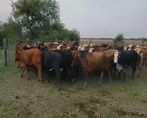 Lote 50 Vacas usadas preñadas en Empedrado, Corrientes
