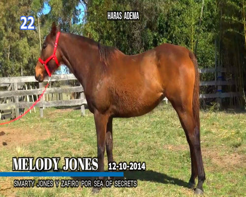 Lote MELODY JONES