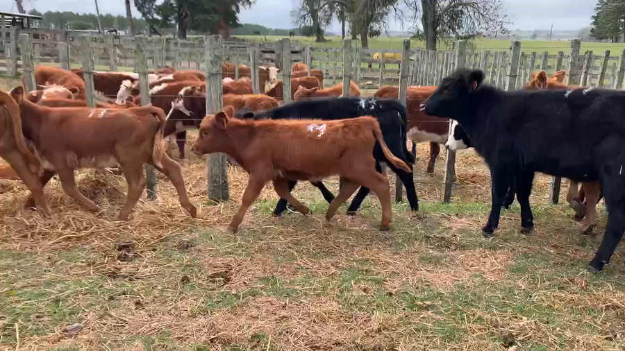 Lote 12 Terneras en Melo, Cerro Largo