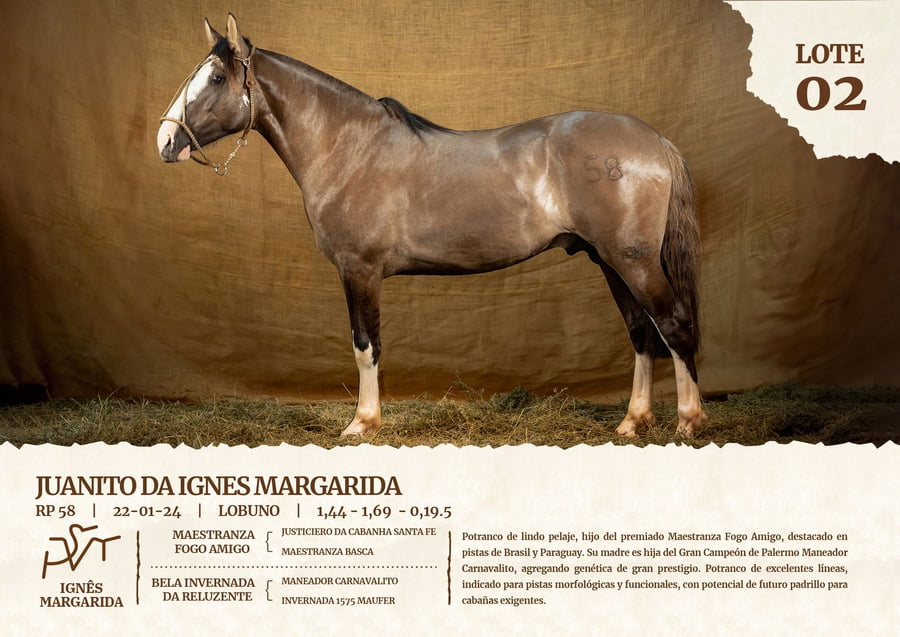 Lote JUANITO DA IGNES MARGARIDA