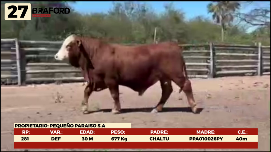 Lote LOTE 27 MACHOS DE CAMPO