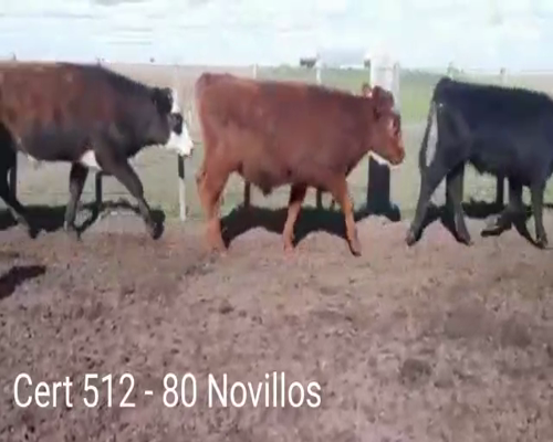 Lote (Vendido)80 Novillos  32 AA - 11RA - 9 AA/ HE - 6 RA /  HE - 5 LI - 9 CRUZA SH - 8 CRUZA CH/ AA/ RA      a remate en Remate virtual de Coco Morales & Asoc. 290kg -  en 50 KM DE MELO Y 70KM DE CARAGUATÁ. PARAJE MASANGANO.