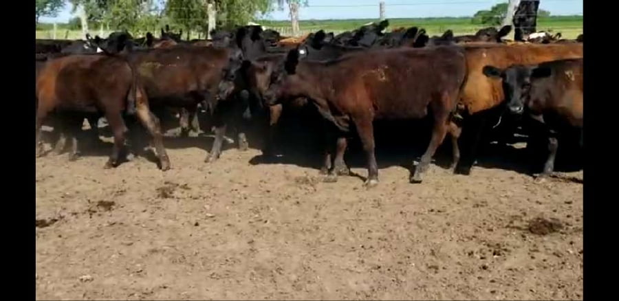 Lote 50 Terneros/as en Villaguay, Entre Ríos