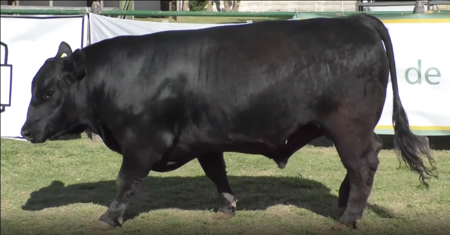 Lote Toro Aberdeen Angus Negro PC  B075 - Cabaña Don Lorenzo
