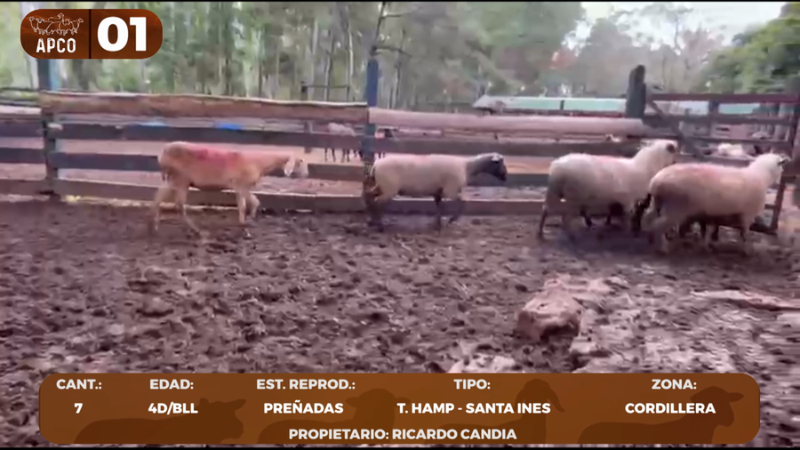 Lote LOTE 1 -POR PANTALLA