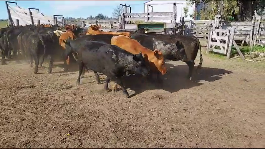 Lote 36 Vacas de invernar en Concepción del Uruguay, Entre Ríos