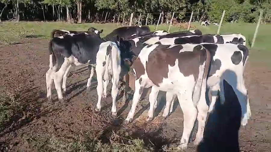 Lote 15 Terneros a remate en Pantalla Camy - Aniversario 31 Años, San José