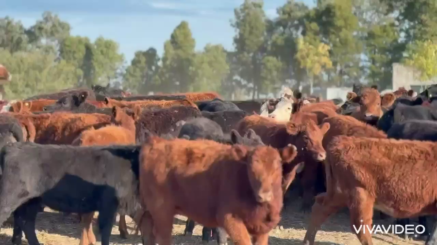 Lote 105 Terneras