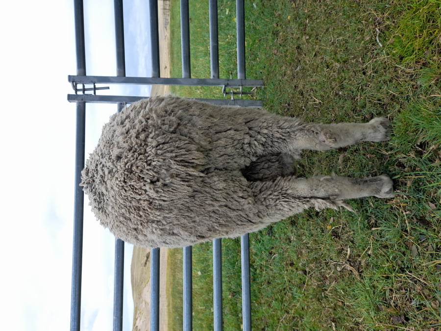 Lote Carnero TOP A, 19-0857