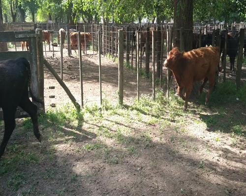 Lote 9 Terneras en Gral. Lamadrid, Buenos Aires