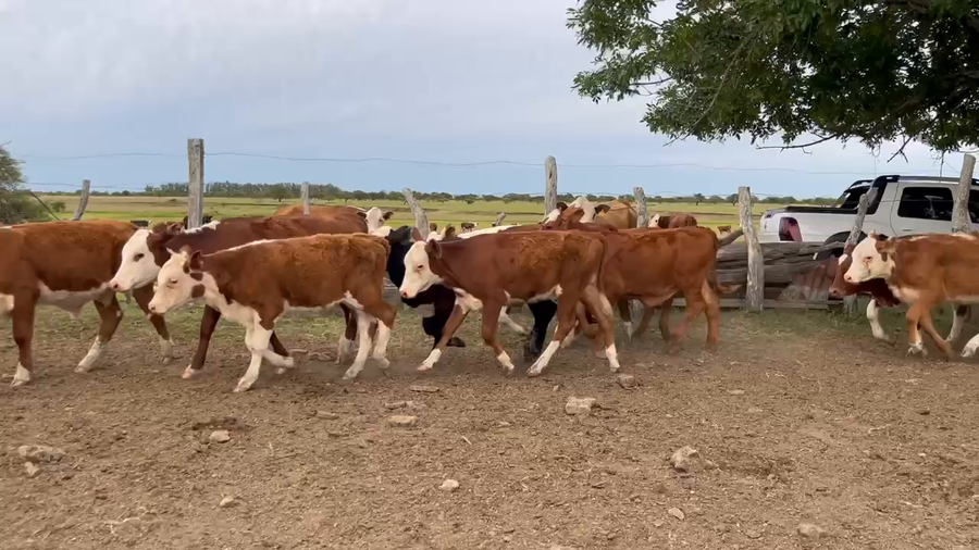 Lote 24 Terneros/as en Corrientes, Curuzú-Cuatiá