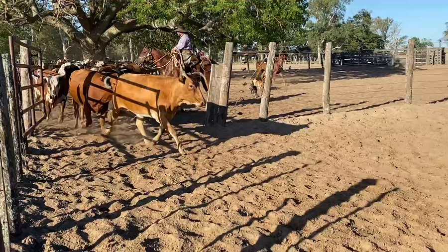 Lote 55 Vacas de invernar en Esquina, Corrientes