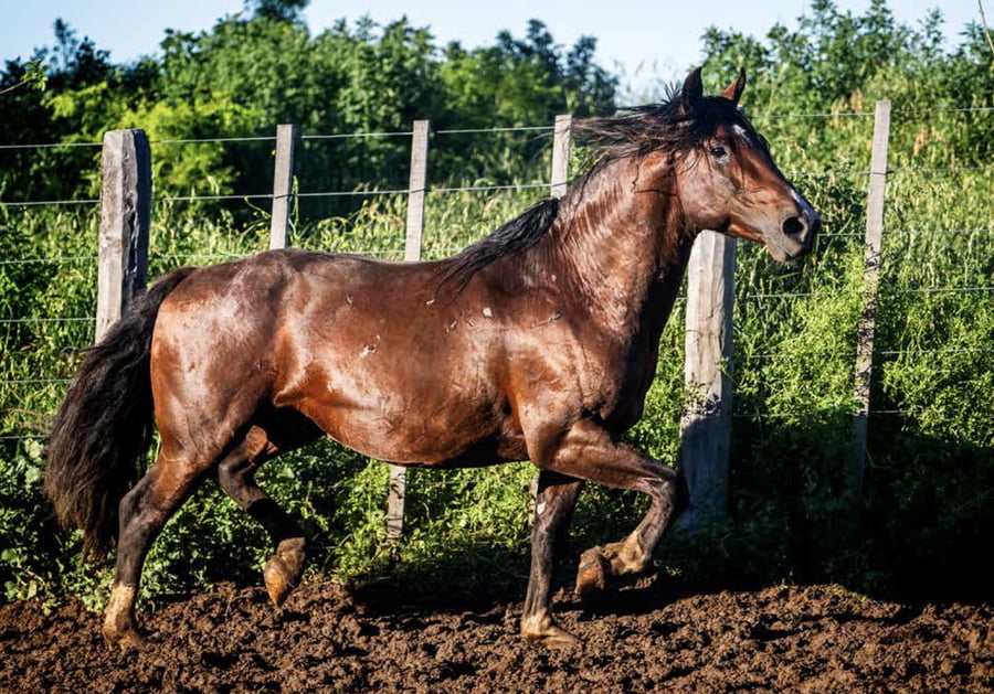 Lote DEL OESTE CAPRICHO