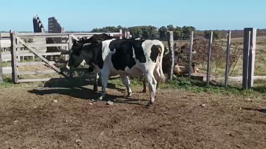 Lote 3 Vaquillonas 1 a 2 años HOLANDO a remate en 4to remate ENTRE MARTILLOS, San José