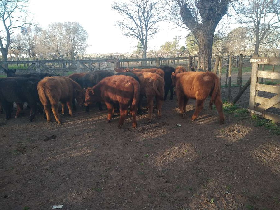 Lote 17 Terneros en Gral. Lamadrid, Buenos Aires