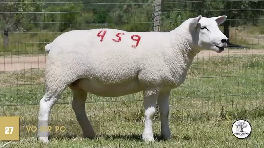 Lote Borregas a remate en Texel Don Amilcar y Villa Olivar, Canelones
