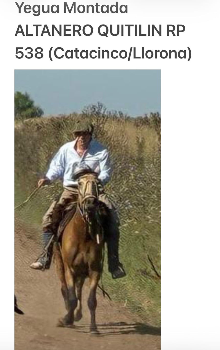 Lote ALTANERO QUITILIN.  RP 538