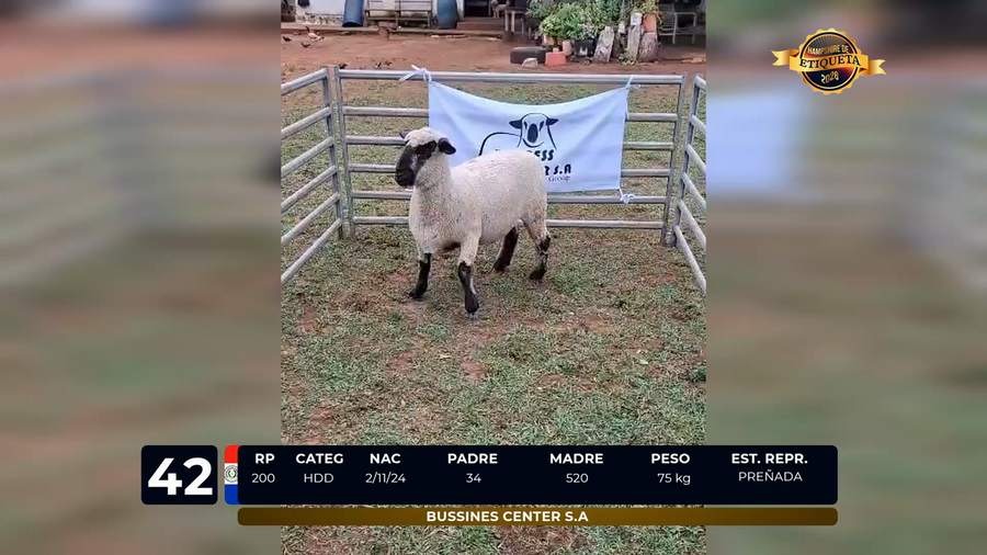 Lote LOTE 42
