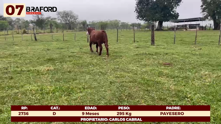 Lote LOTE 7 - TERNERAS DE CORRAL