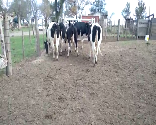 Lote Lote 57 Calvo Antonio