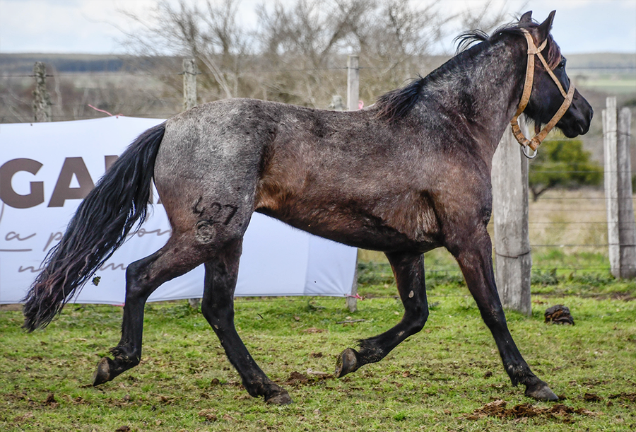 Lote MAMBA LA FLECHILLA
