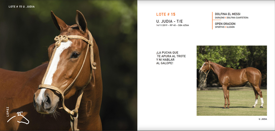 Lote U. JUDIA - T/E (DOLFINA EL MESSI - OPEN ORACION)
