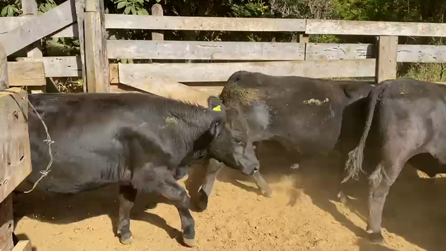 Lote 41 Novillo Engorda en Paillaco, XIV Región Los Ríos