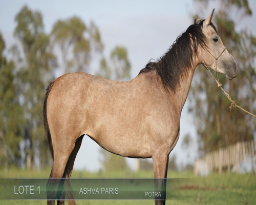 Lote ASHVA PARIS