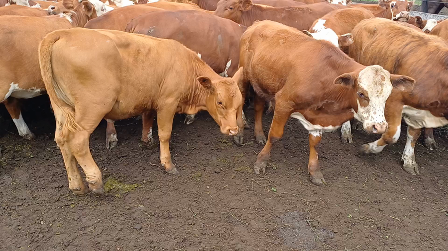 Lote 45 Terneros/as en Villaguay, Entre Ríos