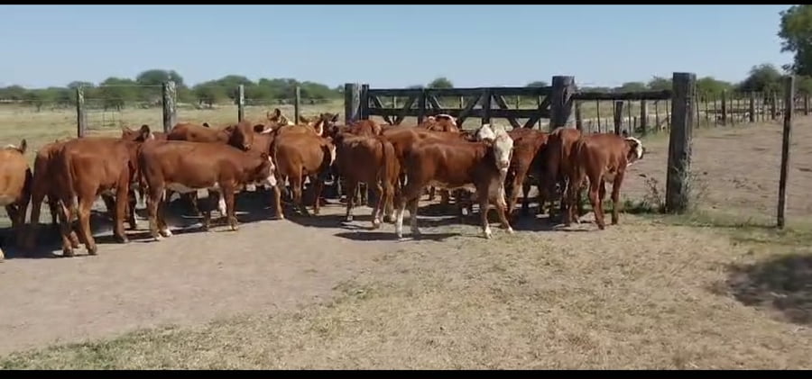Lote 140 Terneras en Corrientes, Curuzú-Cuatiá